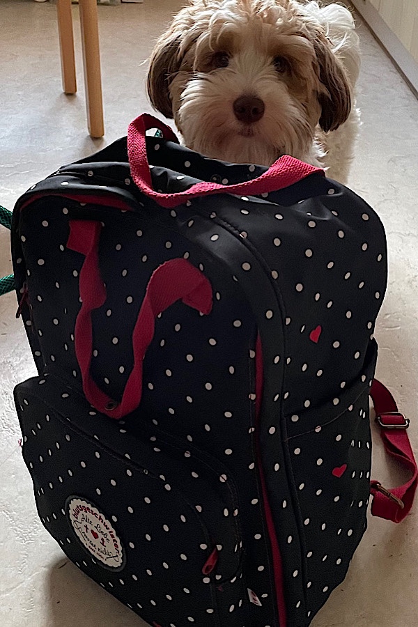 Hund mit gepacktem Rucksack - Magie des Rucksackes