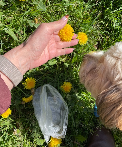 Frau und Hund sammeln Löwenzahnblüten