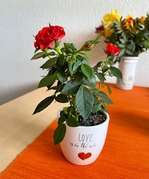 rote Rose im weißen Topf mit Herz und der Aufschrift "I love you"