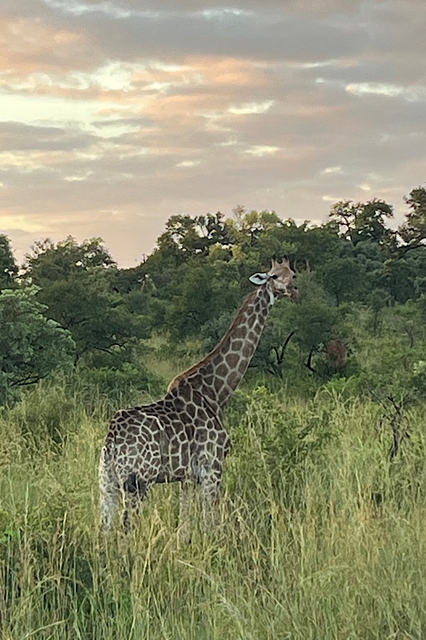 Giraffe im Morgengrauen im Kruger Nationalpark