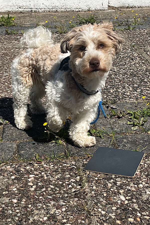 Bolonka Zwetna beim Hundetraining