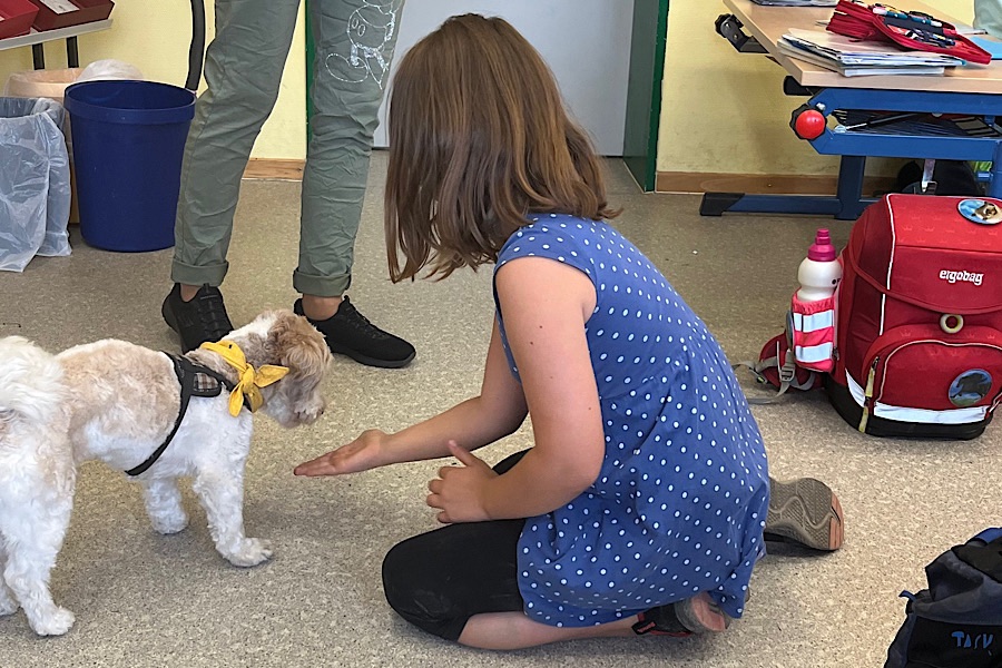 Therapiehund im Lerntraining: Bolonka Zwetna lernt mit einer Schülerin als wertfreier Lernbegleiter