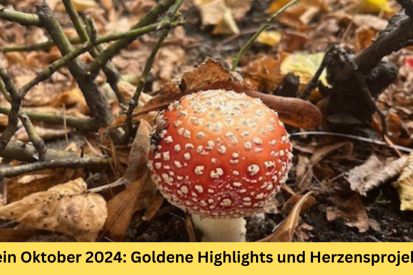 Monatsrückblick Oktober 2024: Goldene Highlights und Herzensprojekte