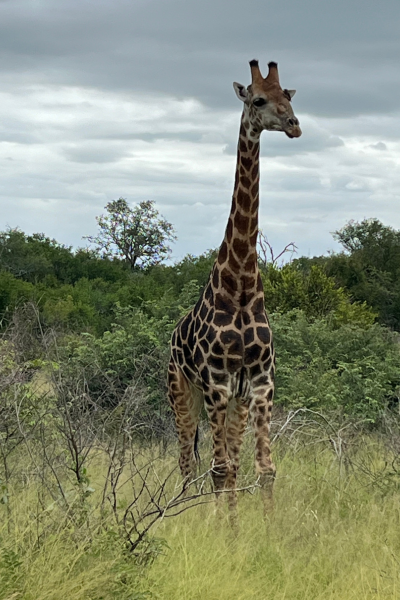 Jahresrückblick 2024; Giraffe in Südafrika im Kruger Nationalpark