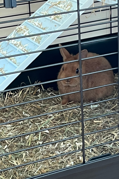 rotbraunes Kaninchen im Stall