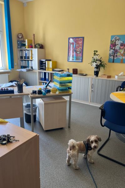 12 von 12 im Mai - Schulleiterbüro, Bolonka Zwetna im Büro