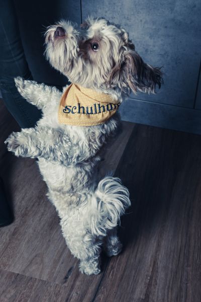 Hundetraining, Entspannung: heller Bolonka Zwetna mit einem gelben Tuch mit der Aufschrift Schulhund macht Männchen