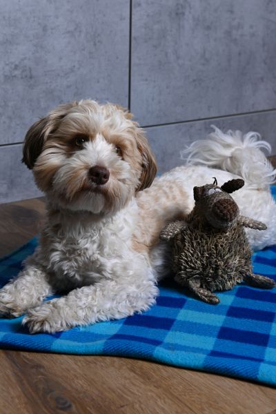 Hundetraining, Entspannung: heller Bolonka Zwetna macht auf einer blauen Decke Platz. Neben ihm steht sein Spielzeug.