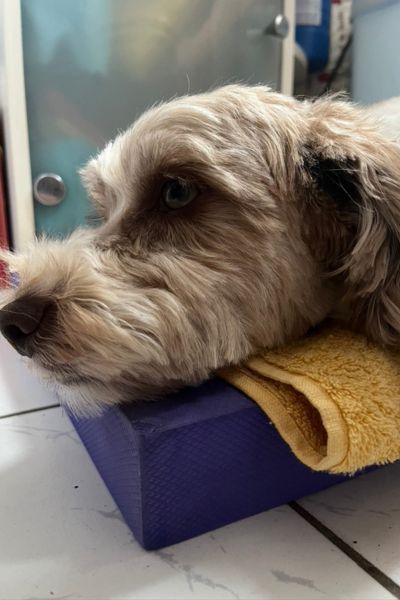12 von 12 im Juli 2025: Hund Bolonka Zwetna liegt auf dem Badteppich