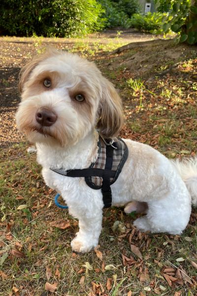 Coaching-Alltag anders machen: Bolonka Zwetna sitzt auf dem Weg in einem Park