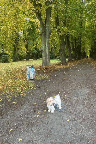12 von 12 im Oktober 2025; Bolonka Zwetna auf einem Weg im Park, rechts und links Bäume mit buntem Laub