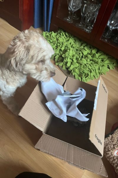 12 von 12 im November 2025: Bolonka Zwetna holt mit der Schnauze ein  zerknülltes Blatt Papier aus einen Pappkarton.