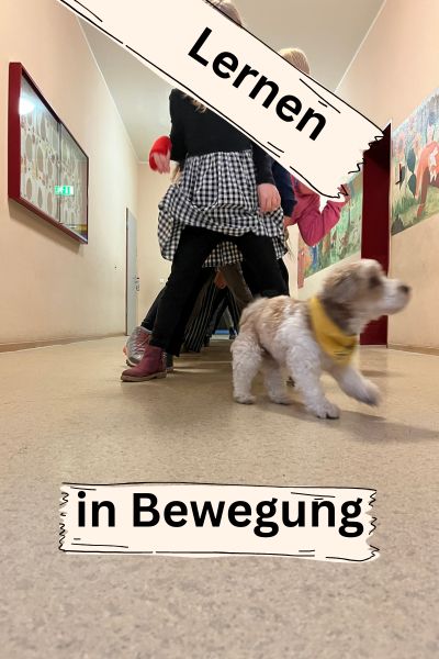stressfreie Lernroutine ADHS Kind: Kinder stehen hintereinander und bilden einen Tunnel mit den Beinen, ein Schulhund Bolonka Zwetna läuft durch den Tunnel, durch die Beine der Kinder