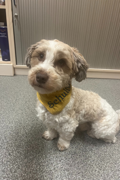 12 von 12 im Dezember: Addi - unser Schulhund ist wieder dabei