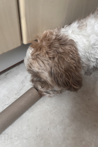 12 von 12 im April 2026: Bolonka Zwetna spielt mit einer Papprolle