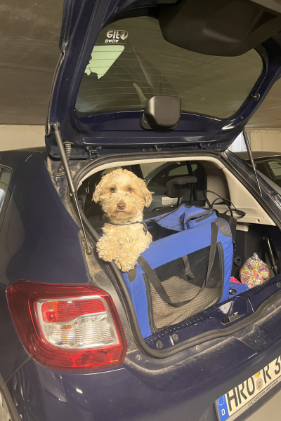 12 von 12 im April 2026: Bolonka Zwetna in einer blauen Box im Kofferraum eines Dacias 