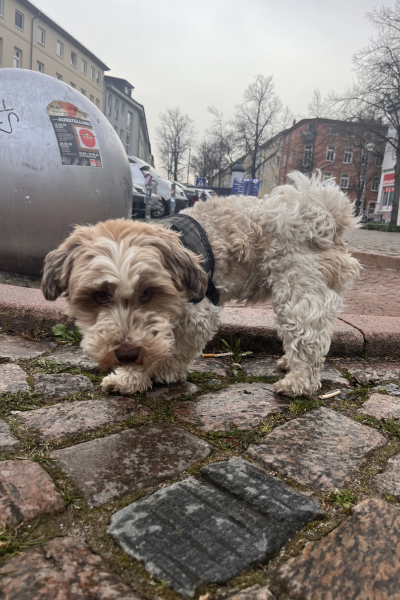 12 von 12 im April 2026: Bolonka Zwetna vor dem Brunnen