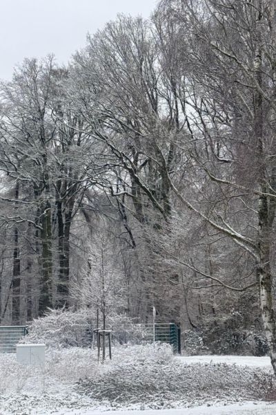 Monatsrückblick Februar 2026 Lerncoaching: Winterlandschaft mit schneebedeckten Bäumen