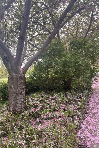 12 von 12 im Mai 2026: Blick in den Botanischen Garten