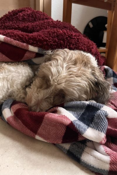kind-kann-sich-nicht-konzentrieren: Hund Bolonka Zwetna liegt auf rot karierter Kuscheldecke und schläft