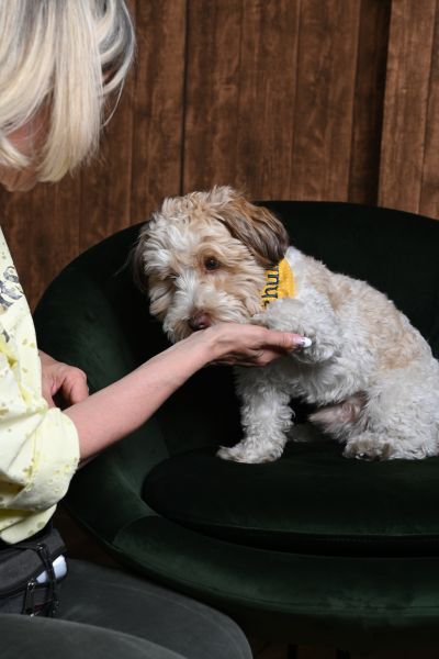 Schulhund Addi: Bolonka Zwetna mit gelben Tuch und der Aufschrift Schulhund sitzt auf einem grünen Sessel und gibt Pfötchen