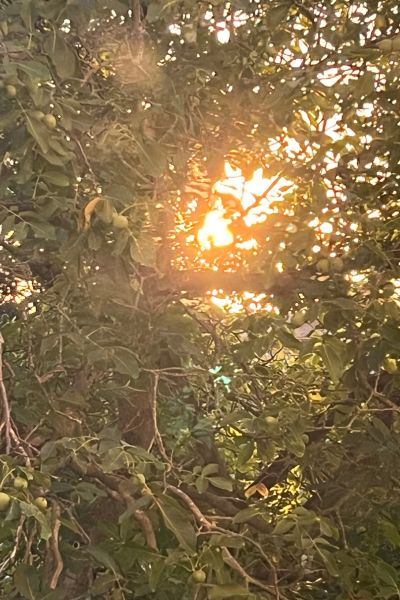 12 von 12 im August 2026: Abendsonne schimmert durch das Laub eines Baumes